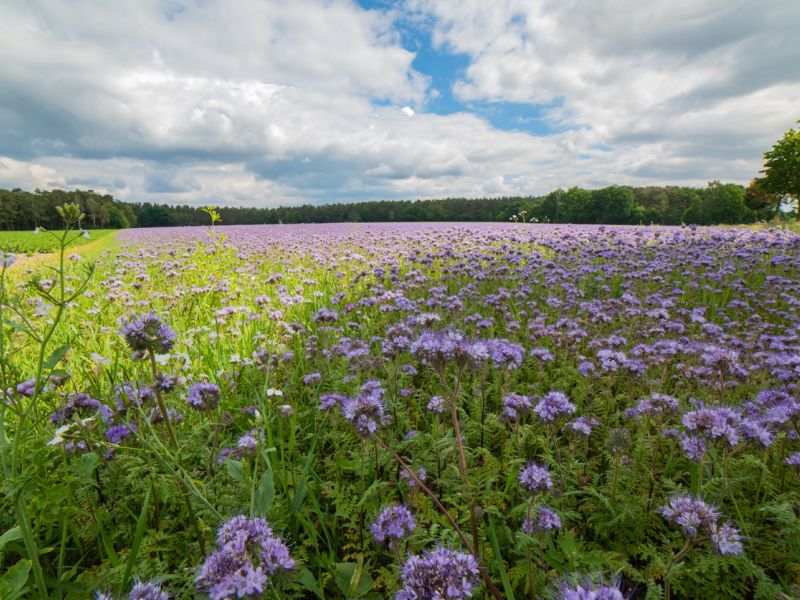 phacelia.jpg