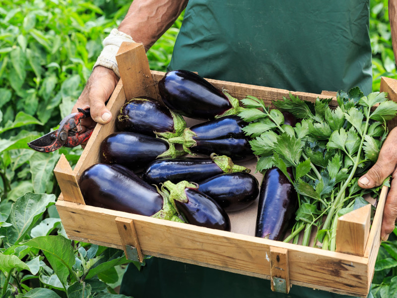 Aubergine in einer Kiste aus der Produktion im Gewächshaus