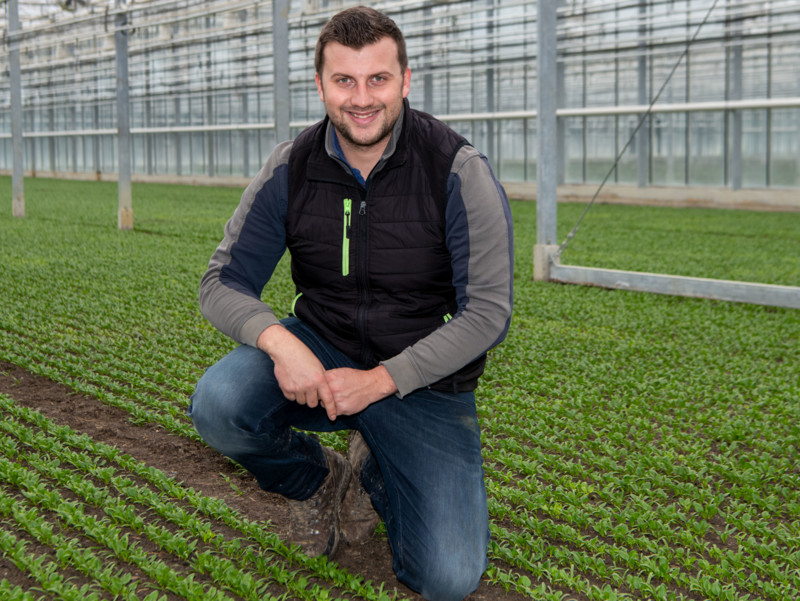 Tobias Häberli in einem Glasgewächshaus kniend in jungem BIO Feldsalat (Nüsslisalat)