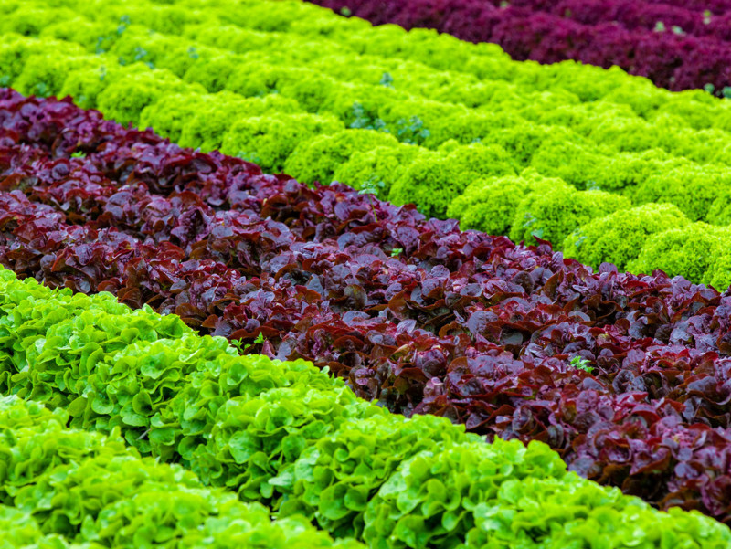 Kopfsalat in Produktion im Gewächshaus