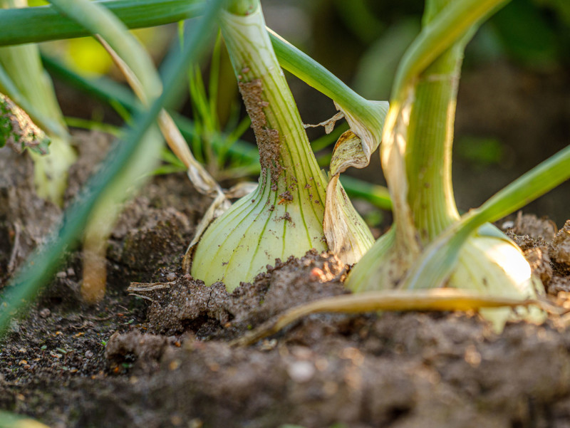 BIO Zwiebeln von Häberli BIO