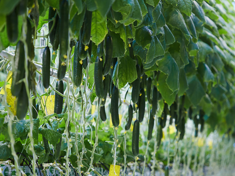 Biologische Gemüseproduktion in Gewächshaus