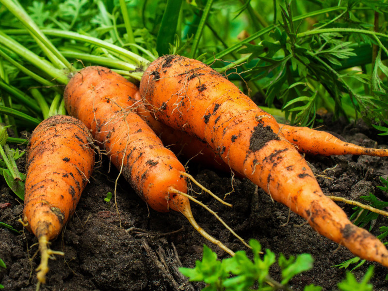 Karotten aus Häberlis Bio Gemüsekultur