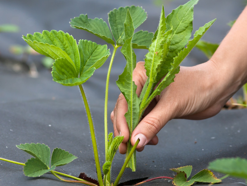 Landwirtschaftliche Hilfskraft bei der Erntearbeit und beim Unkrautjäten