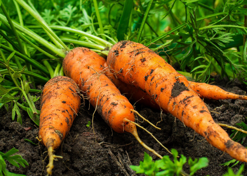 Karotten auf einer Anbaufläche