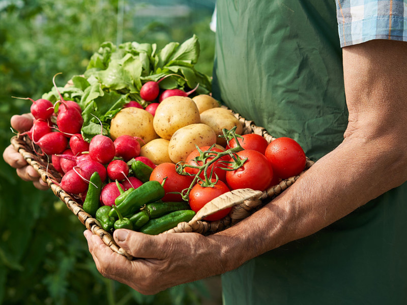 Obstkorb aus ökologischem Anbau und auf höchstem Nachhaltigkeitsniveau