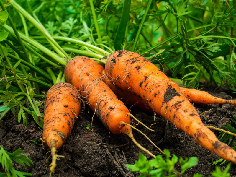 Bio Lagerkarotten auf dem Feld unserer Produzenten