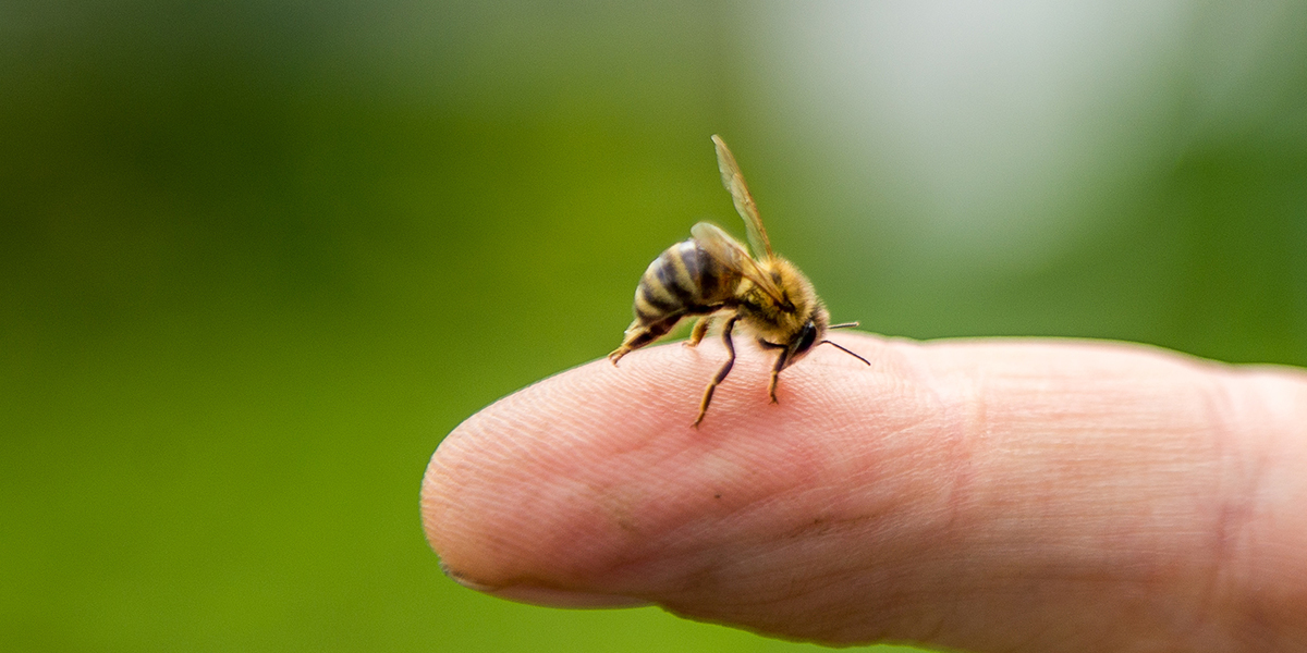 Wildbienen: Weit unterschätzt, aber unverzichtbar