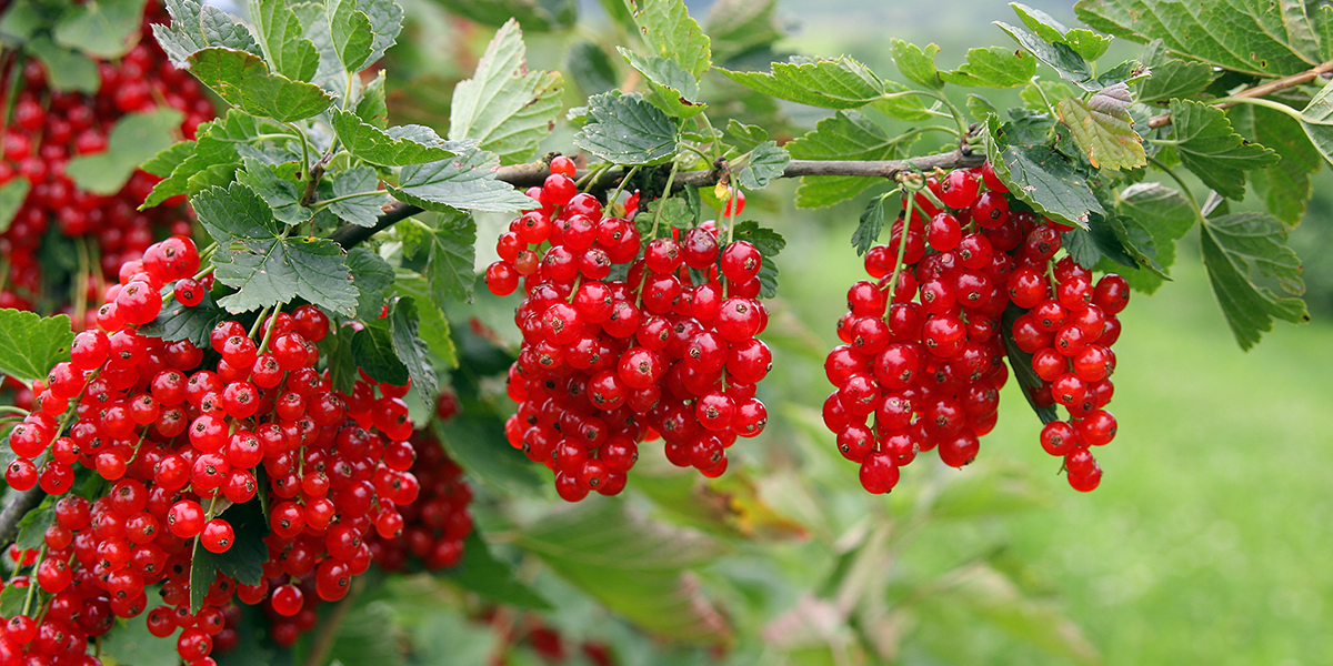 Sommer, Sonne, Superfood